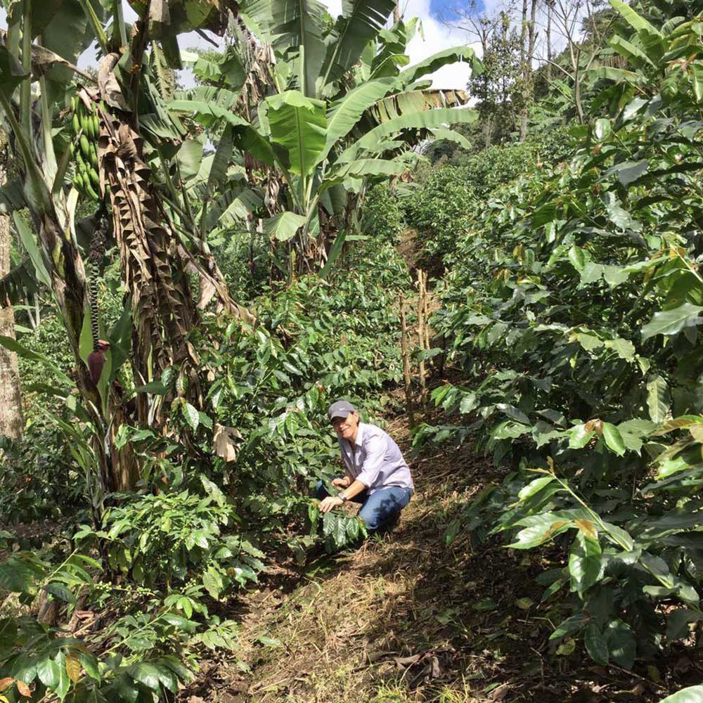 Drop Coffee - Las Delicias - Washed Java - Nicaragua - Ljusrostade hela kaffebönor - 250g - 4