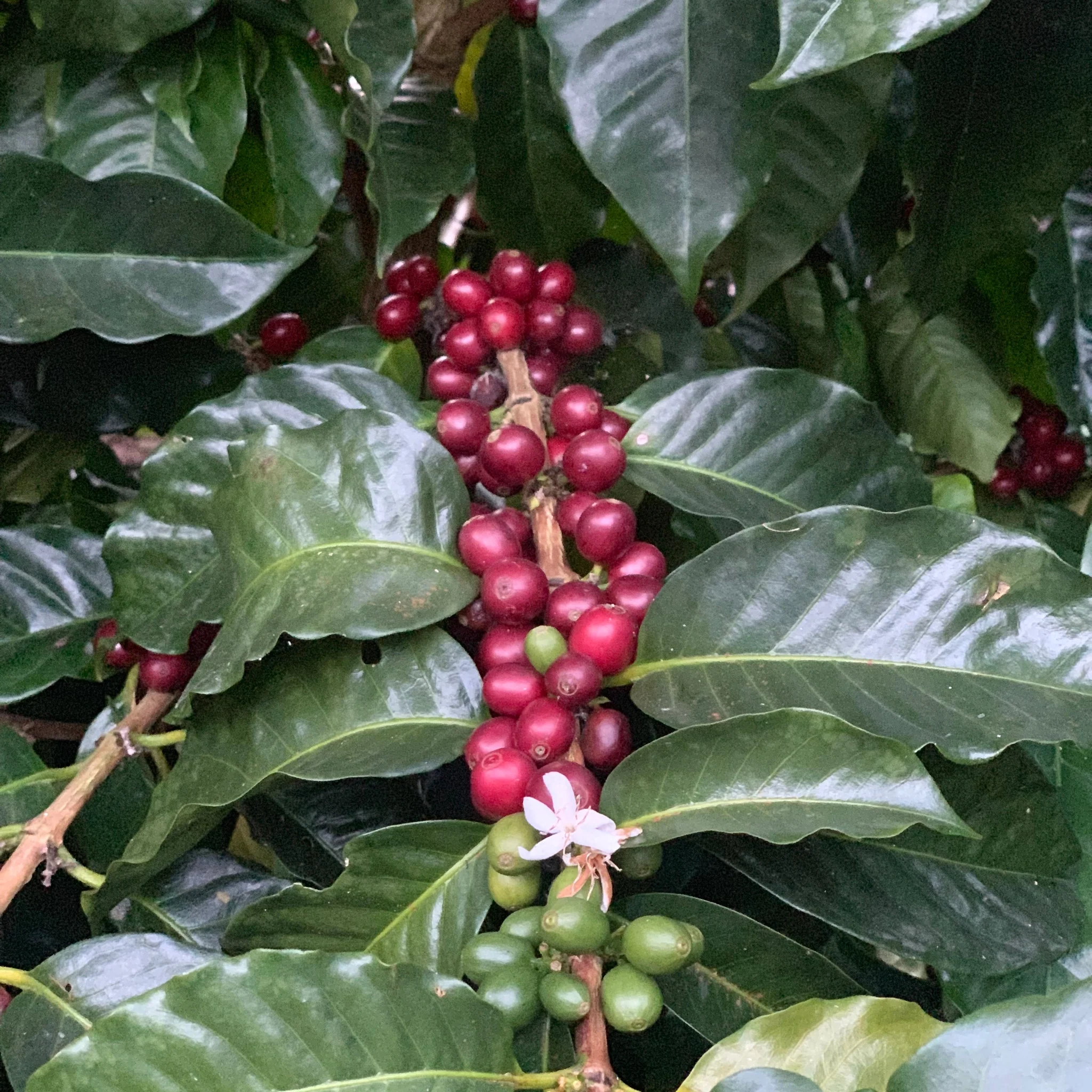 Drop Coffee -Las Brumas - Honey SL28 - El Salvador - Ljusrostade hela kaffebönor - 250g - 2