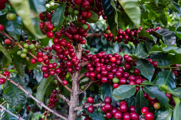 Paso Paso - Jorge Vásquez - Catuai Natural - Costa Rica - Ljusrostade hela kaffebönor - 250g - 10