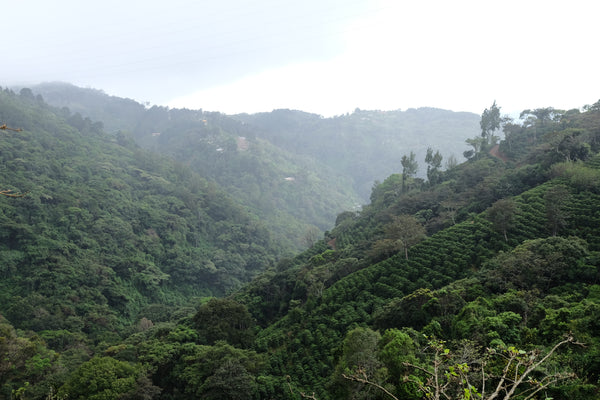 Paso Paso - Jorge Vásquez - Catuai Natural - Costa Rica - Ljusrostade hela kaffebönor - 250g - 17