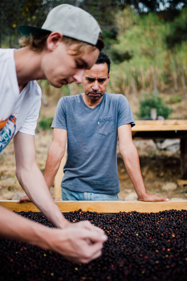 Paso Paso - Jorge Vásquez - Catuai Natural - Costa Rica - Ljusrostade hela kaffebönor - 250g - 6