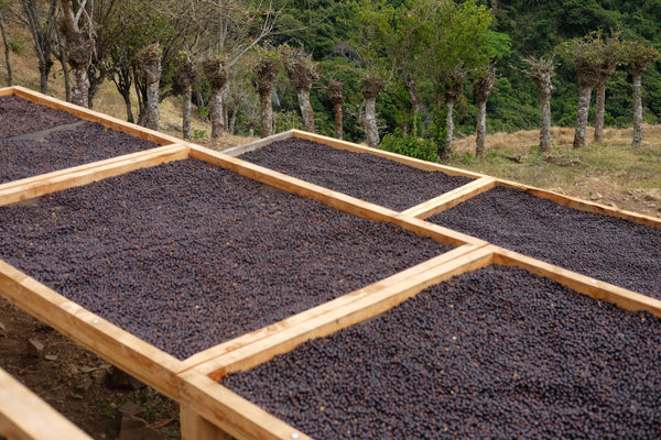 Paso Paso - Jorge Vásquez - Catuai Natural - Costa Rica - Ljusrostade hela kaffebönor - 250g - 14