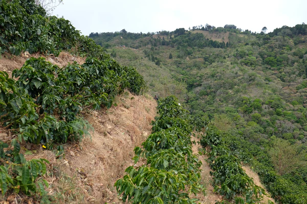 Paso Paso - Jorge Vásquez - Catuai Natural - Costa Rica - Ljusrostade hela kaffebönor - 250g - 13