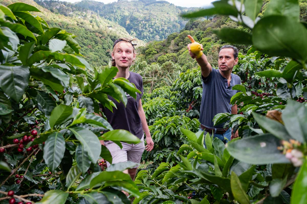 Paso Paso - Jorge Vásquez - Catuai Natural - Costa Rica - Ljusrostade hela kaffebönor - 250g - 9