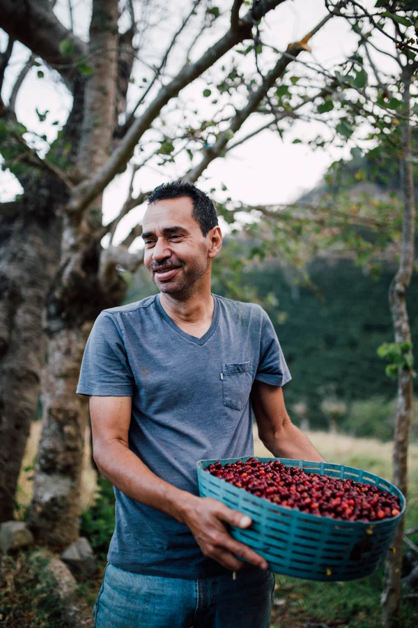 Paso Paso - Jorge Vásquez - Catuai Natural - Costa Rica - Ljusrostade hela kaffebönor - 250g - 3