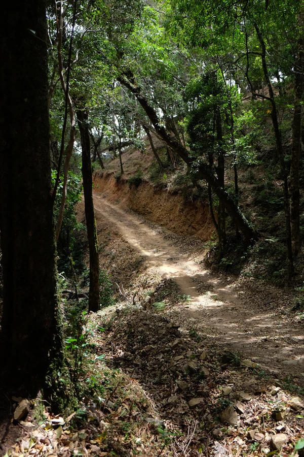 Paso Paso - Jorge Vásquez - Catuai Natural - Costa Rica - Ljusrostade hela kaffebönor - 250g - 12