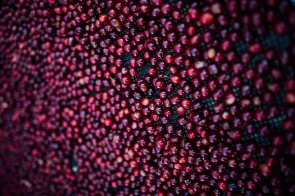 Paso Paso - Jorge Vásquez - Catuai Natural - Costa Rica - Ljusrostade hela kaffebönor - 250g - 2
