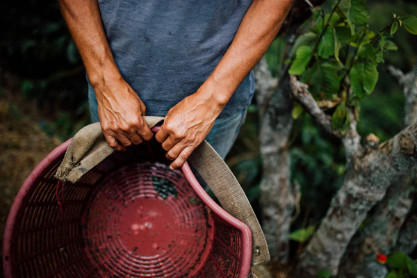 Paso Paso - Jorge Vásquez - Catuai Natural - Costa Rica - Ljusrostade hela kaffebönor - 250g - 4