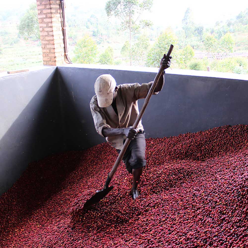 Gringo Nordic - Burundi Nemba Kayanza - Mellanrostade kaffebönor - 250g - 5