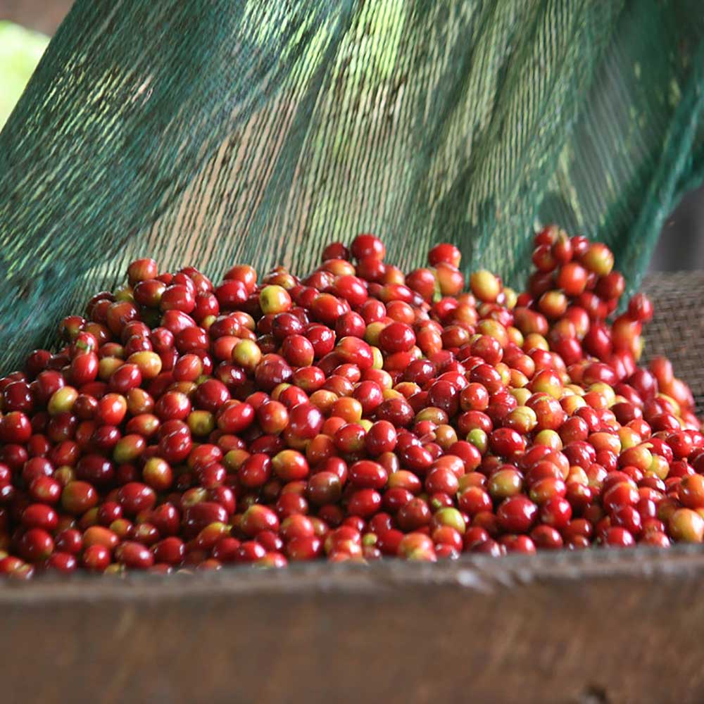 Gringo Nordic - Burundi Nemba Kayanza - Mellanrostade kaffebönor - 250g - 8