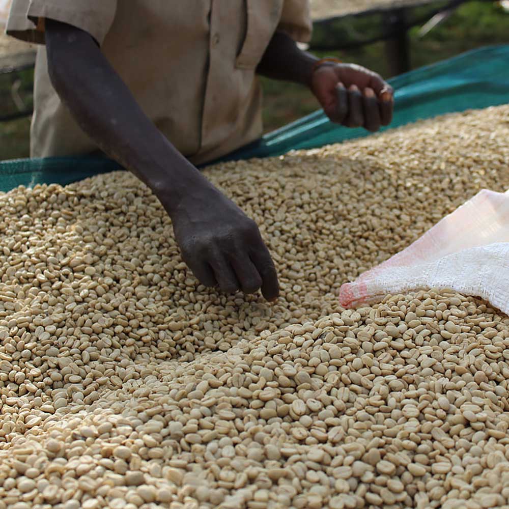Gringo Nordic - Burundi Nemba Kayanza - Mellanrostade kaffebönor - 250g - 7