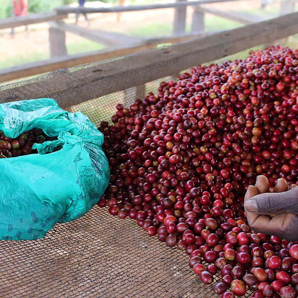 Gringo Nordic - Burundi Nemba Kayanza - Mellanrostade kaffebönor - 250g - 2