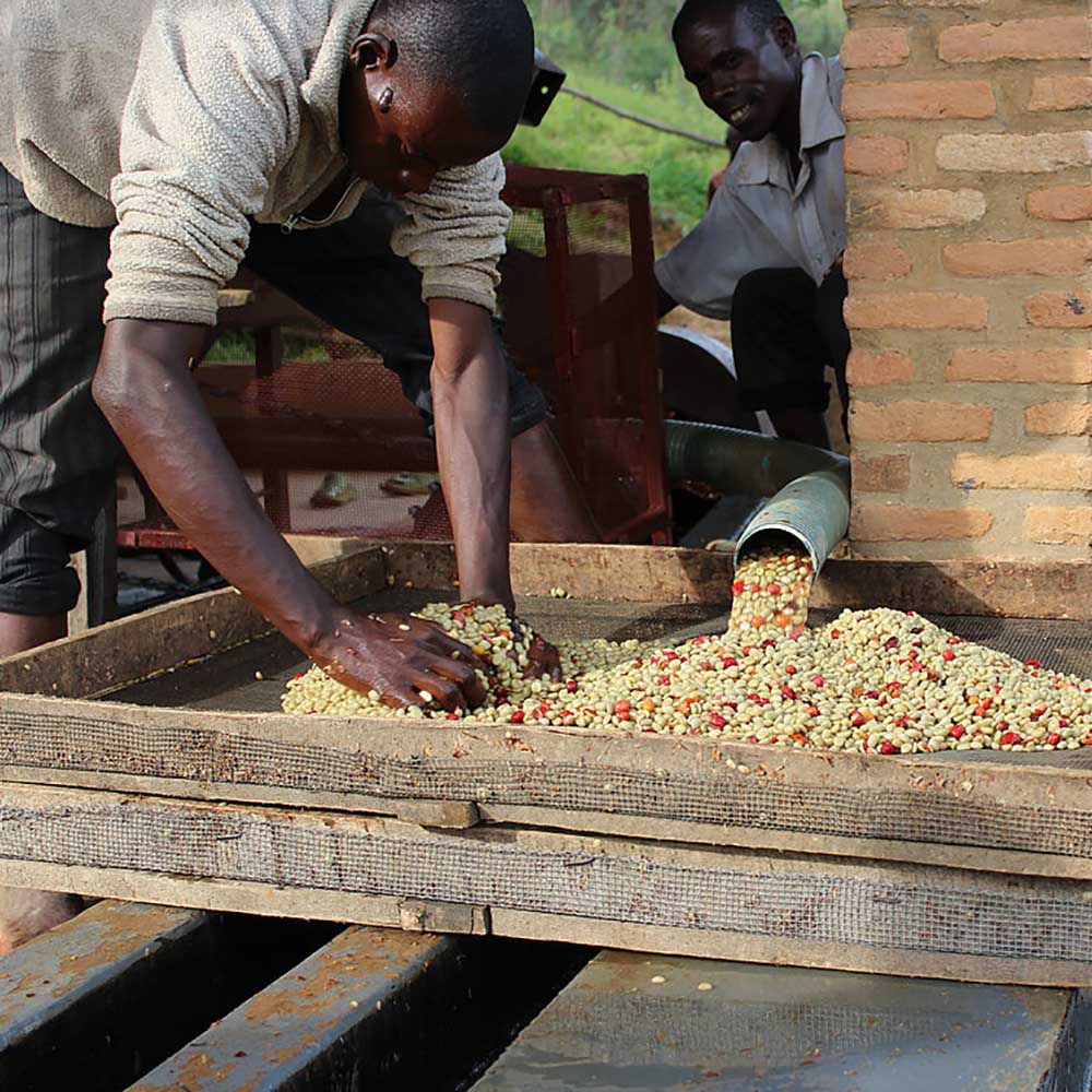 Gringo Nordic - Burundi Nemba Kayanza - Mellanrostade kaffebönor - 250g - 6