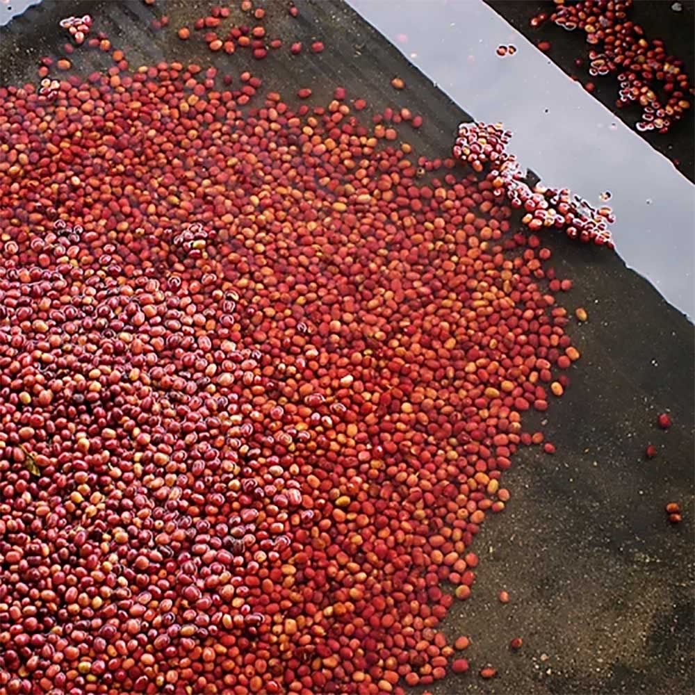 Gringo Nordic - Rwanda Nyamurinda - Mellanrostade hela kaffebönor - 250g - 7
