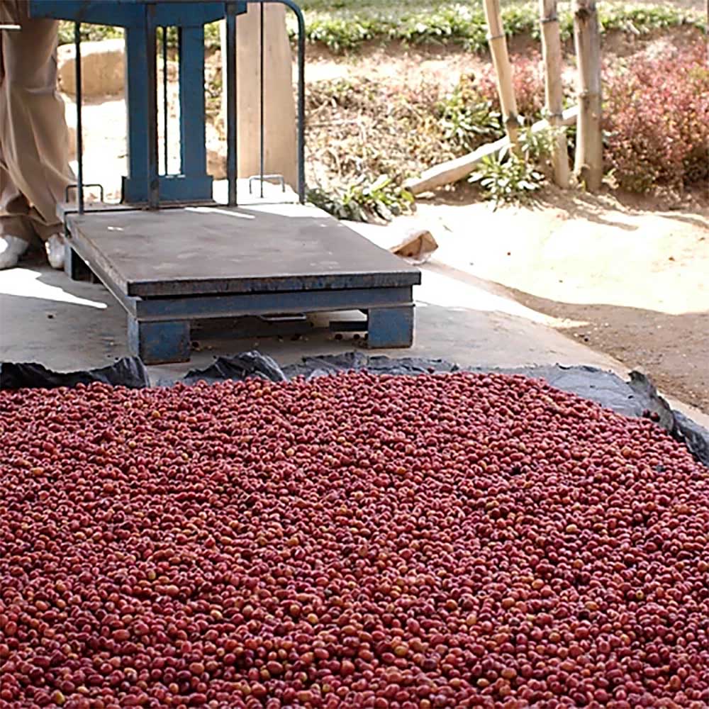 Gringo Nordic - Rwanda Nyamurinda - Mellanrostade hela kaffebönor - 250g - 6