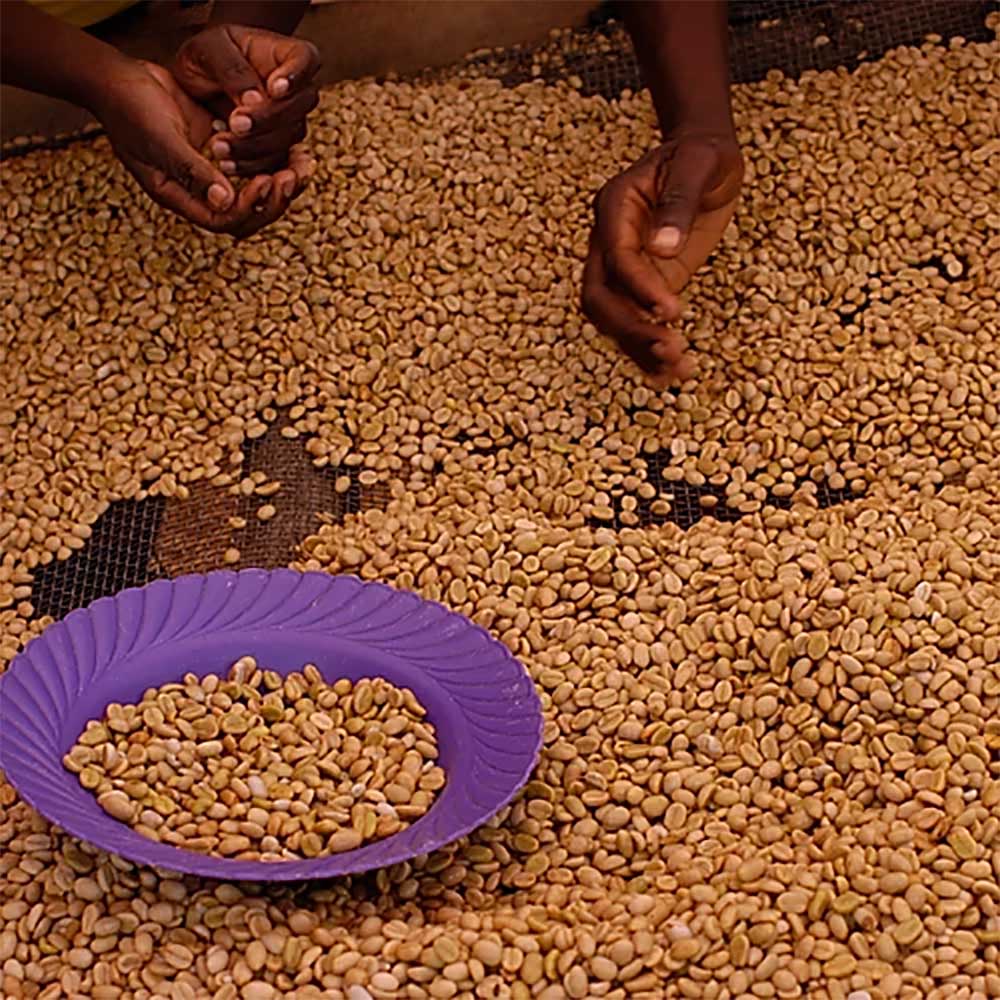 Gringo Nordic - Rwanda Nyamurinda - Mellanrostade hela kaffebönor - 250g - 4