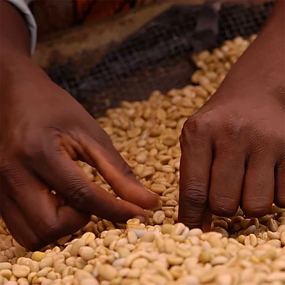 Gringo Nordic - Rwanda Nyamurinda - Mellanrostade hela kaffebönor - 250g - 2