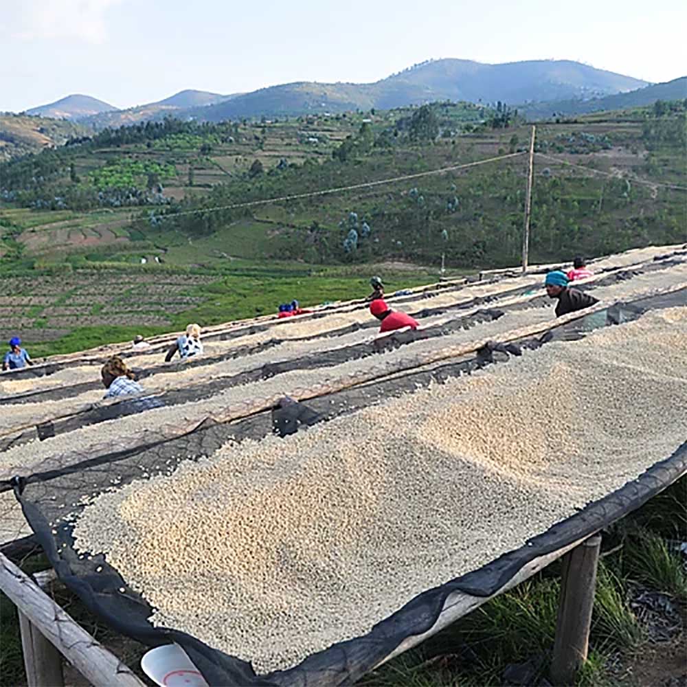 Gringo Nordic - Rwanda Nyamurinda - Mellanrostade hela kaffebönor - 250g - 3