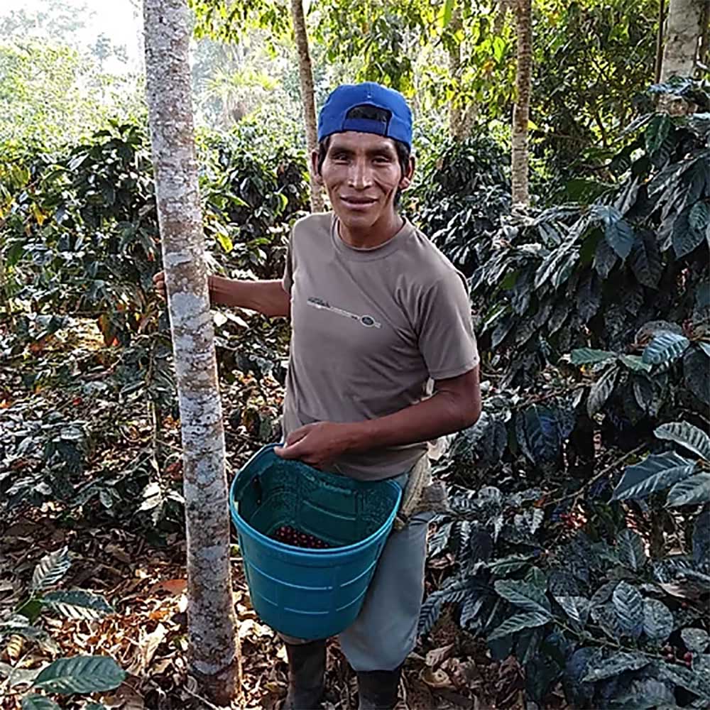 Gringo Nordic - Nueva Florida - Peru - Ekologiska (SE-EKO-04) mellanrostade hela kaffebönor - 250g - 6