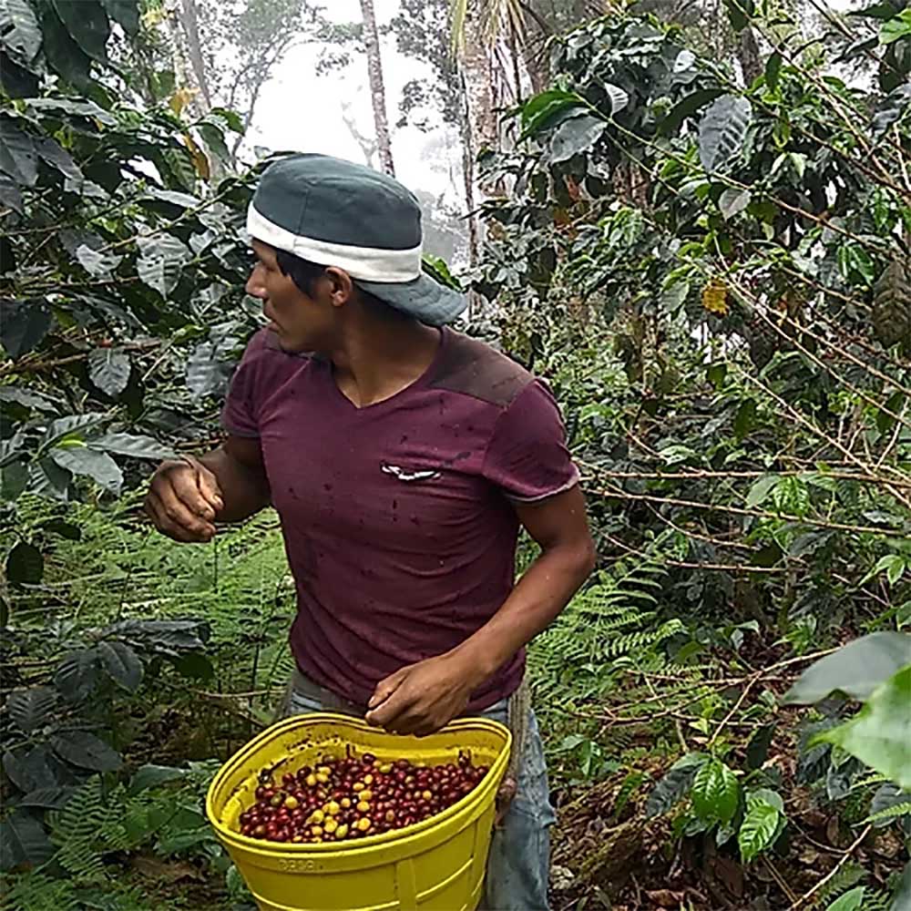 Gringo Nordic - Nueva Florida - Peru - Ekologiska (SE-EKO-04) mellanrostade hela kaffebönor - 250g - 3