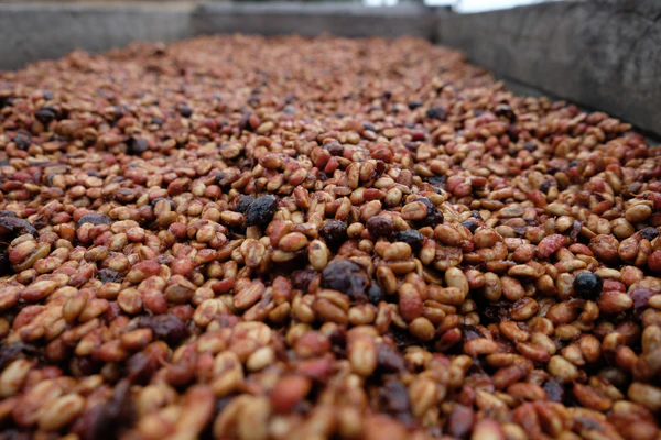 Paso Paso - Diego Baraona - SL28 Black Honey - El Salvador - Ljusrostade hela kaffebönor - 250g - 3