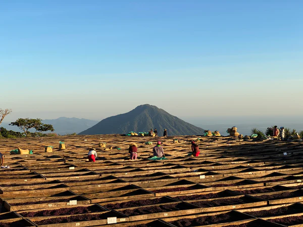 Paso Paso - Diego Baraona - SL28 Black Honey - El Salvador - Ljusrostade hela kaffebönor - 250g - 2