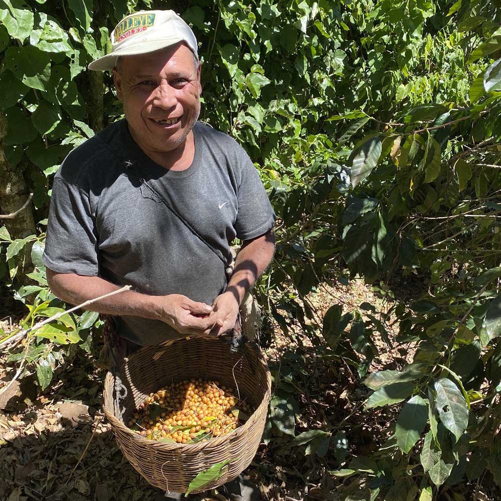 Drop Coffee - Finca Nejapa - Washed  Yellow Caturra - El Salvador - Ljusrostade kaffebönor - 250g - 2