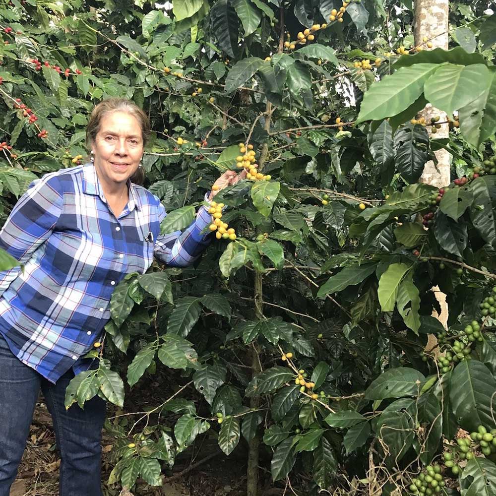 Drop Coffee - Finca Nejapa - Washed  Yellow Caturra - El Salvador - Ljusrostade kaffebönor - 250g - 5