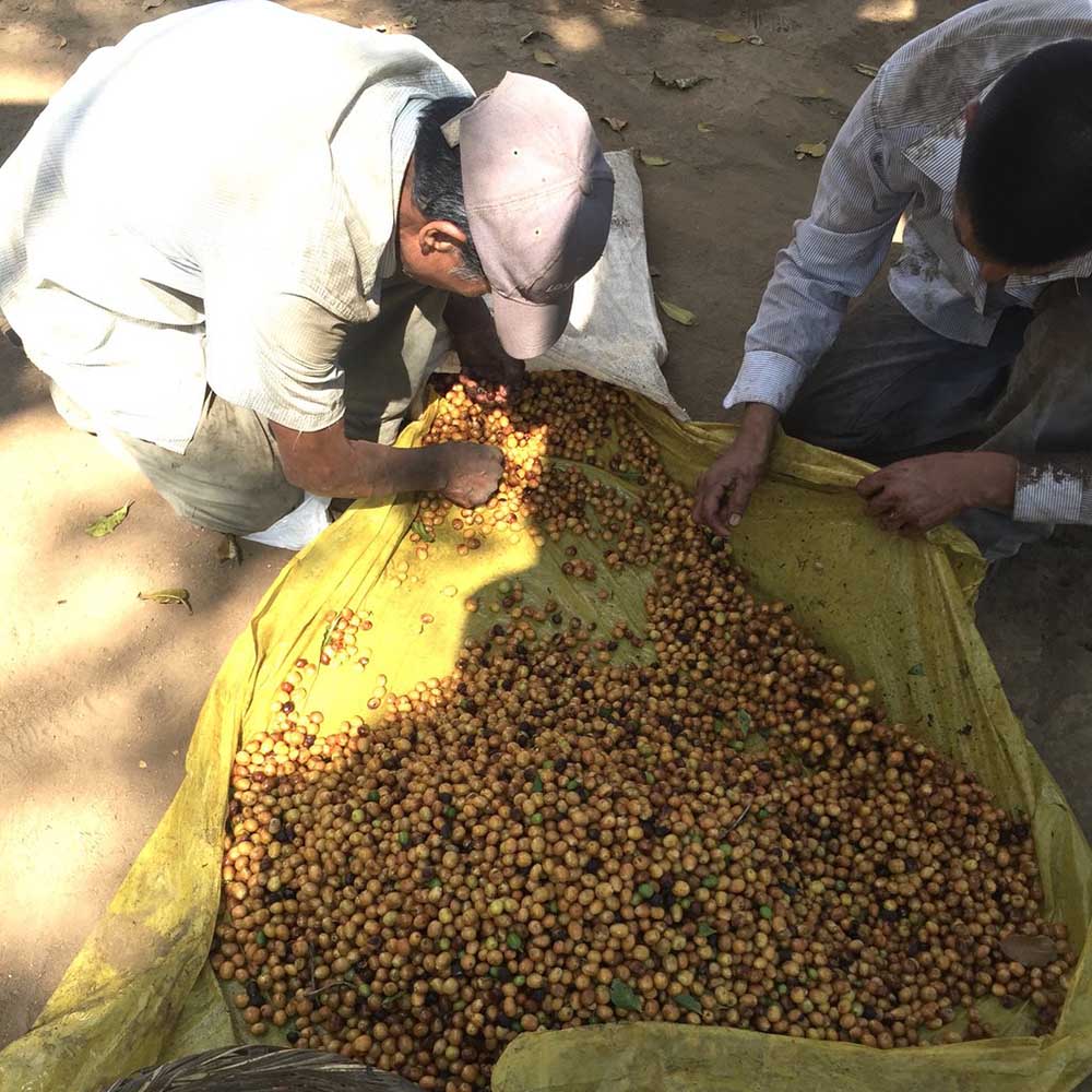 Drop Coffee - Finca Nejapa - Washed  Yellow Caturra - El Salvador - Ljusrostade kaffebönor - 250g - 4