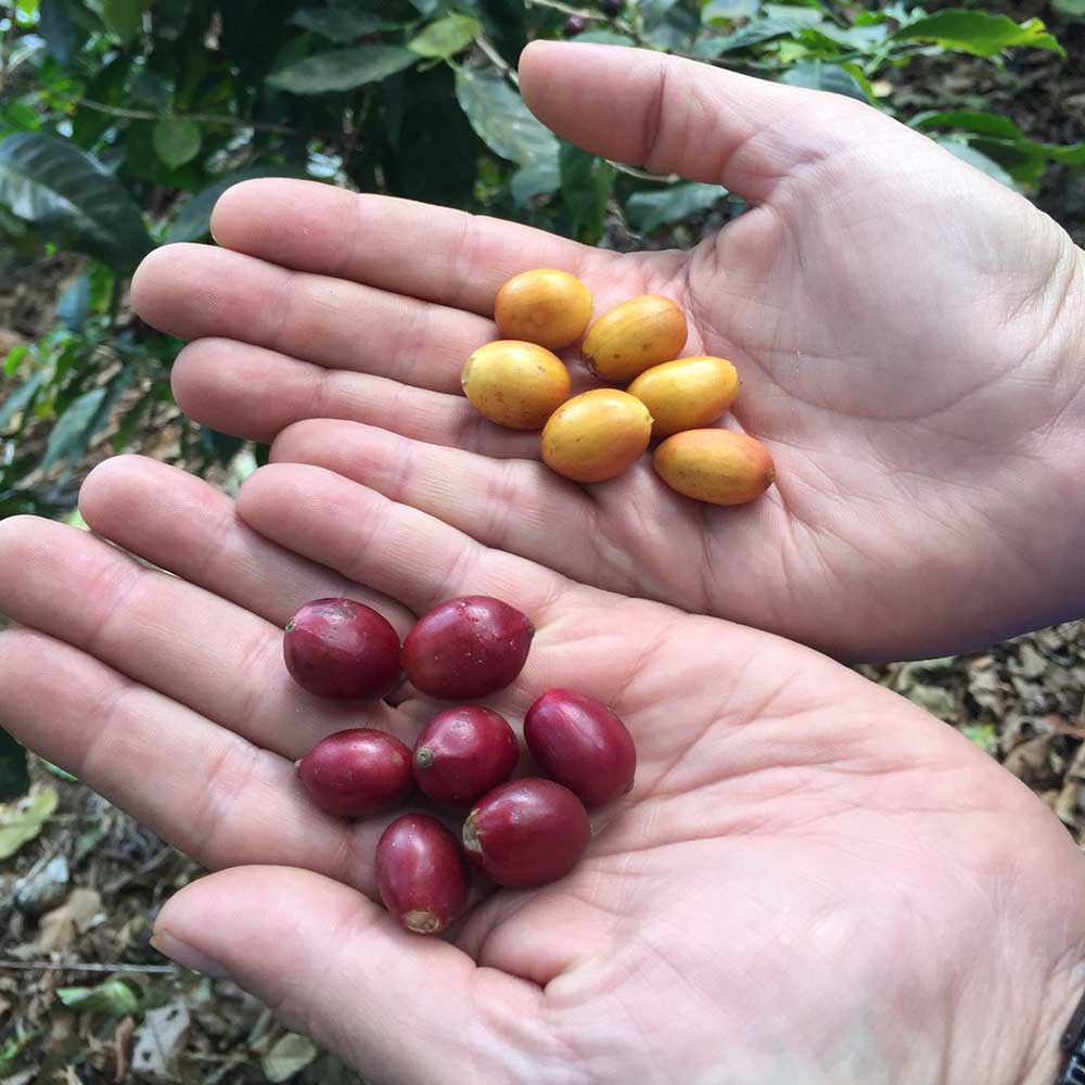 Drop Coffee - Finca Nejapa - Washed  Yellow Caturra - El Salvador - Ljusrostade kaffebönor - 250g - 6