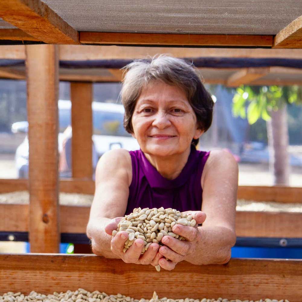 Kafferäven - Gloria Rivas - Washed Catuai - Nicaragua - Ljusrostade hela kaffebönor - 250g - 3