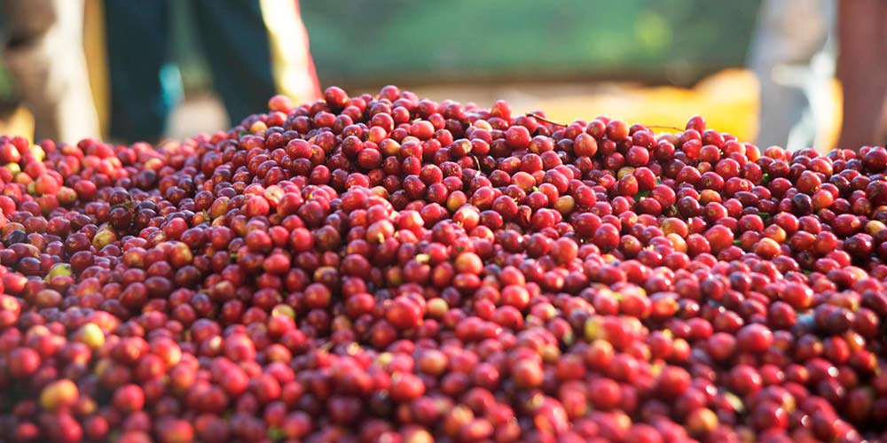 Gringo Nordic - Etiopien Guji Organic - Ekologiska (SE-EKO-04) Mellanrostade hela kaffebönor - 250g - 4
