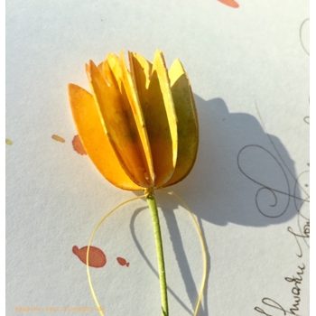 ALEXANDRA RENKE -Dies 'Tulips in a row' - 4
