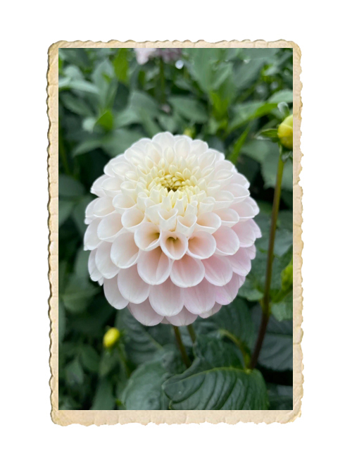 Dahlia White Wizard - 2