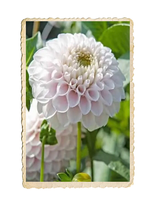 Dahlia White Wizard