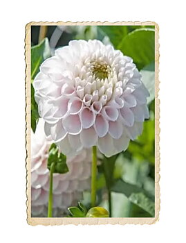 Dahlia White Wizard