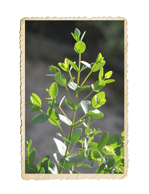Eucalyptus parvifolia Boxwood