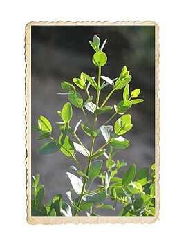 Eucalyptus parvifolia Boxwood