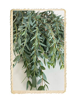 Eucalyptus parvifolia Boxwood