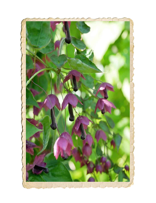 Törnrosas kjortel - 3