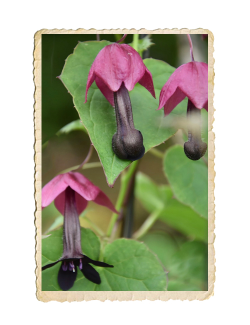 Törnrosas kjortel - 2