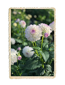 Dahlia  Eveline
