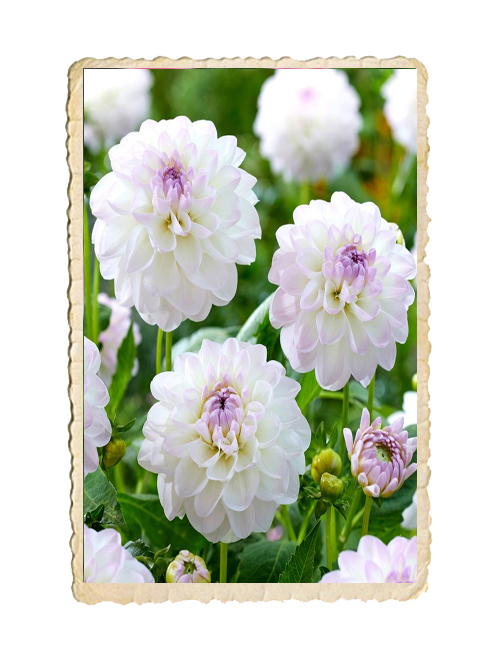 Dahlia  Eveline - 3