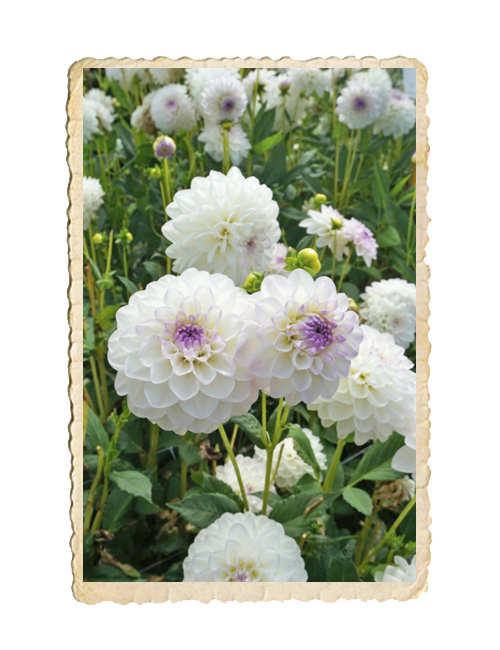 Dahlia  Eveline