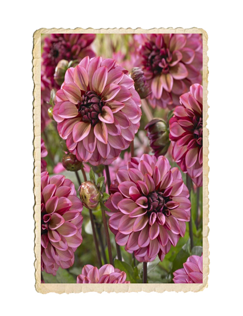 Dahlia Senior´s Hope - 2