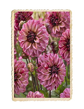 Dahlia Senior´s Hope