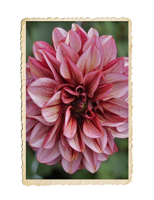 Dahlia Senior´s Hope - 3