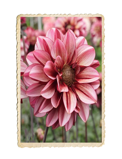 Dahlia Senior´s Hope