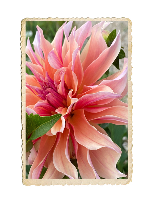 Dahlia Labyrint  - 3