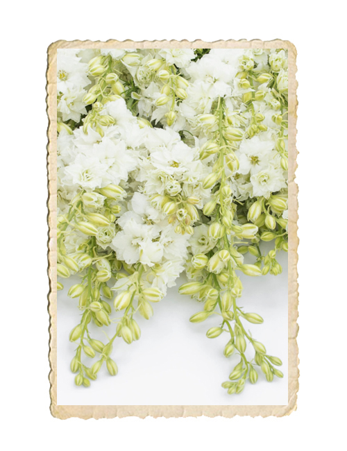 Romersk Riddarsporre QIS White - 2